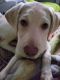 Labrador Retriever Puppies for sale in Centralia, WA, USA. price: $900