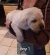 Labrador Retriever Puppies for sale in La Veta, CO 81055, USA. price: $600