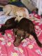 Labrador Retriever Puppies for sale in Sebring, FL, USA. price: NA