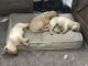 Labrador Retriever Puppies for sale in Woodland, WA 98674, USA. price: $850