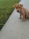 Labrador Retriever Puppies for sale in North Miami, FL, USA. price: NA
