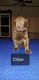 Labrador Retriever Puppies for sale in Silver Springs, NY 14550, USA. price: NA