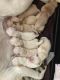 Labrador Retriever Puppies for sale in Mobile, AL, USA. price: $700