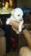 Labrador Retriever Puppies for sale in Ochlocknee, GA 31773, USA. price: NA