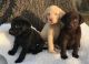 Labrador Retriever Puppies for sale in Lovelady, TX 75851, USA. price: $800