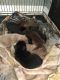 Labrador Retriever Puppies for sale in Locust Grove, GA 30248, USA. price: $700