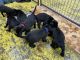 Labrador Retriever Puppies for sale in Culbertson, NE 69024, USA. price: NA