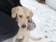 Labrador Retriever Puppies for sale in Springfield, MA, USA. price: $1,700