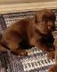 Labrador Retriever Puppies for sale in Franklin, PA 16323, USA. price: $750