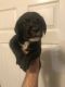 Labrador Retriever Puppies for sale in Pascagoula, MS, USA. price: NA