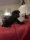 Labrador Retriever Puppies for sale in New Bern, NC, USA. price: $315