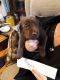 Labrador Retriever Puppies for sale in 17830 Coshocton Ave, Mt Vernon, OH 43050, USA. price: NA