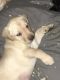 Labrador Retriever Puppies for sale in Redfield, KS 66769, USA. price: NA