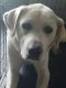 Labrador Retriever Puppies for sale in Crystal Lake, IL, USA. price: NA