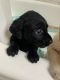 Labrador Retriever Puppies for sale in Yonkers, NY, USA. price: NA