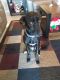 Labrador Retriever Puppies for sale in PT CHARLOTTE, FL 33952, USA. price: $125