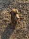 Labrador Retriever Puppies for sale in Afton, OK 74331, USA. price: NA