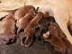 Labrador Retriever Puppies for sale in Mountain Grove, MO 65711, USA. price: NA