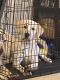 Labrador Retriever Puppies for sale in Cypress, CA 90630, USA. price: NA