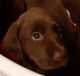 Labrador Retriever Puppies for sale in Wolverine, MI 49799, USA. price: NA