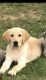Labrador Retriever Puppies for sale in 417 Jefferson St, Massapequa, NY 11758, USA. price: NA