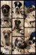Labrador Retriever Puppies for sale in Allison Park, PA 15101, USA. price: $400