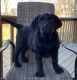 Labrador Retriever Puppies for sale in Auburn, KY 42206, USA. price: NA