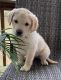 Labrador Retriever Puppies for sale in Auburn, KY 42206, USA. price: NA