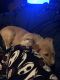 Labrador Retriever Puppies for sale in Topeka, KS 66604, USA. price: NA