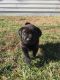 Labrador Retriever Puppies for sale in Westfield, IN, USA. price: NA