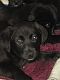 Labrador Retriever Puppies for sale in 1201 Summer Ln, McKinney, TX 75071, USA. price: $250