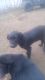 Labrador Retriever Puppies for sale in Tonasket, WA 98855, USA. price: NA
