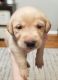 Labrador Retriever Puppies for sale in Jerome, ID 83338, USA. price: NA