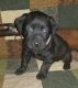 Labrador Retriever Puppies for sale in 3811 S Cooper St, Arlington, TX 76015, USA. price: NA