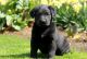 Labrador Retriever Puppies for sale in 8901 Washington St, Kansas City, MO 64114, USA. price: $550