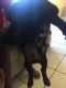 Labrador Retriever Puppies for sale in 28107 SW 143rd Ct, Homestead, FL 33033, USA. price: NA