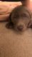 Labrador Retriever Puppies for sale in Kalamazoo, MI, USA. price: NA