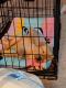 Labrador Retriever Puppies for sale in King George, VA 22485, USA. price: $1,300