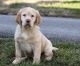 Labrador Retriever Puppies for sale in Bensalem, PA 19020, USA. price: NA