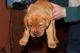 Labrador Retriever Puppies for sale in Merrillville, IN, USA. price: NA