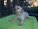 Labrador Retriever Puppies for sale in 739 Diane Ave, Stockton, CA 95207, USA. price: $1,300