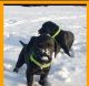 Labrador Retriever Puppies for sale in Pierson, MI 49339, USA. price: NA