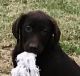 Labrador Retriever Puppies for sale in Lovelady, TX 75851, USA. price: $800