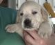 Labrador Retriever Puppies for sale in Somerset, KY, USA. price: NA