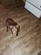 Labrador Retriever Puppies for sale in Martin St, Fort Worth, TX, USA. price: NA