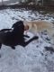 Labrador Retriever Puppies for sale in West Valley City, UT, USA. price: NA