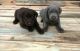 Labrador Retriever Puppies for sale in Richlands, NC 28574, USA. price: NA