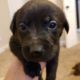 Labrador Retriever Puppies for sale in Mansfield, TX, USA. price: NA