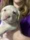 Labrador Retriever Puppies for sale in Virginia Beach, VA, USA. price: $900