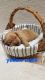 Labrador Retriever Puppies for sale in Fauquier County, VA, USA. price: NA